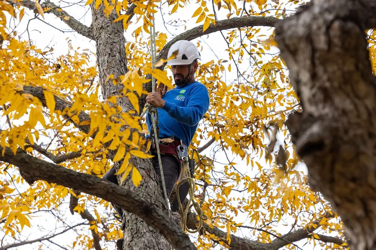 Skilled Tree Planing crew working in Muse